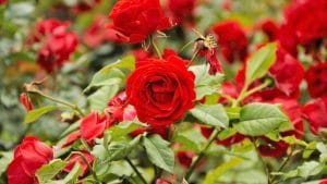 Jual Hand Buket Bunga Mawar Segar di Malang