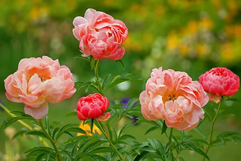 Serba Serbi Bunga Peony