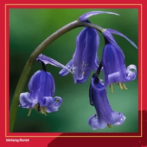 Toko Bunga Di Surabaya Timur