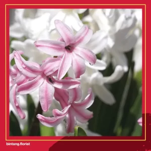 Toko Bunga Di Surabaya Timur