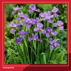 Toko Bunga Di Surabaya Timur | 15 Jenis Bunga yang Menjadi Simbol Persahabatan