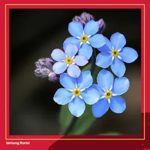 Toko Bunga Di Surabaya Timur | 15 Jenis Bunga yang Menjadi Simbol Persahabatan